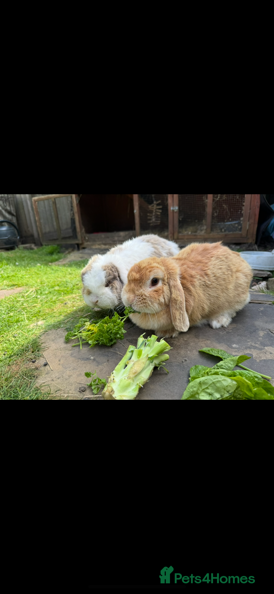 Mini Lop rabbits for sale: Friendly pure mini lops  - Image 9