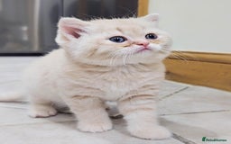 Scottish Fold cats for sale: Adorable Kittens Ready For New Home - Image 15