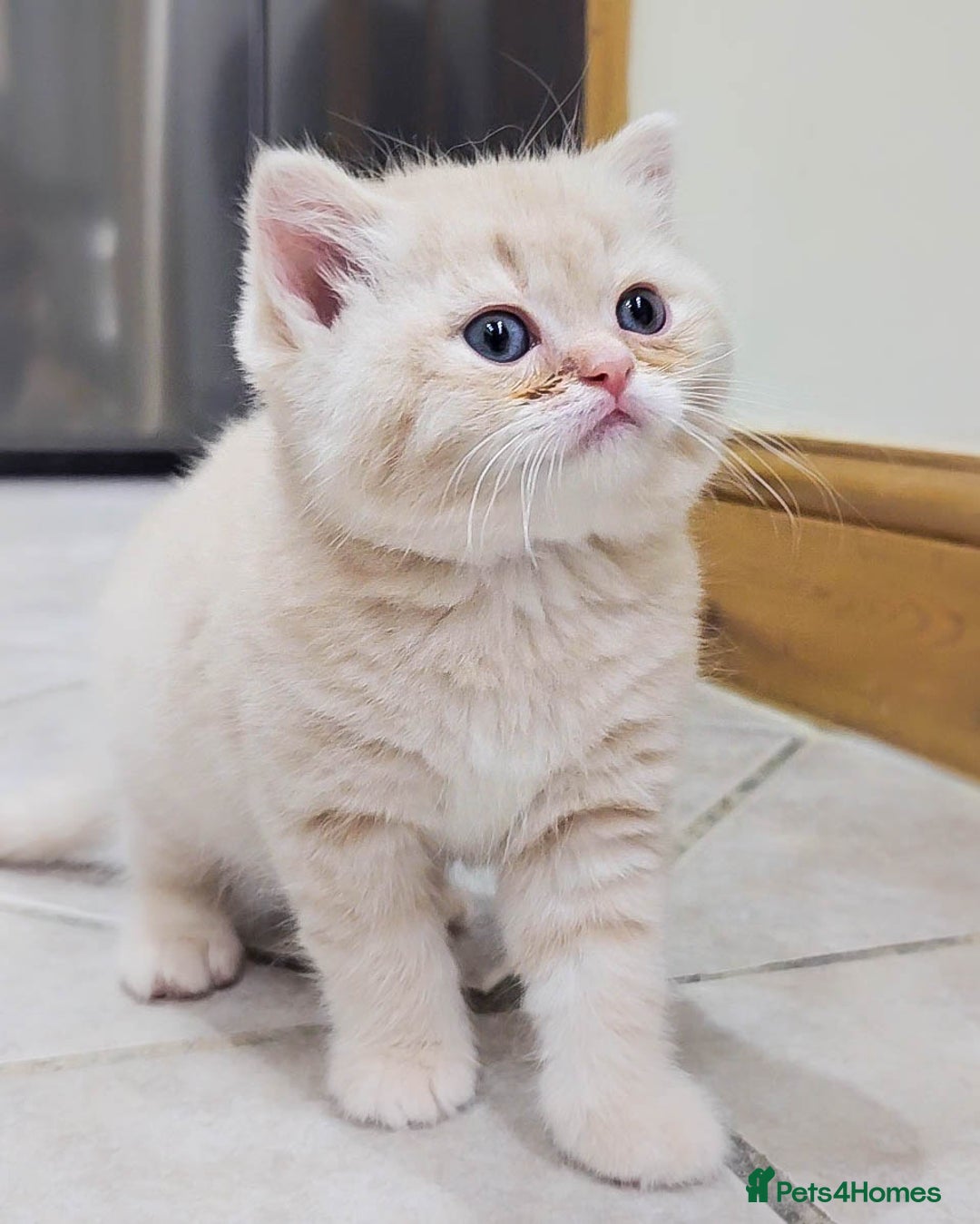 Scottish Fold cats for sale: Adorable Kittens Ready For New Home - Image 15