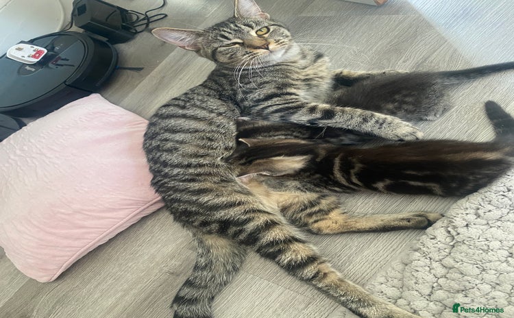 Maine Coon cats - Advert 4