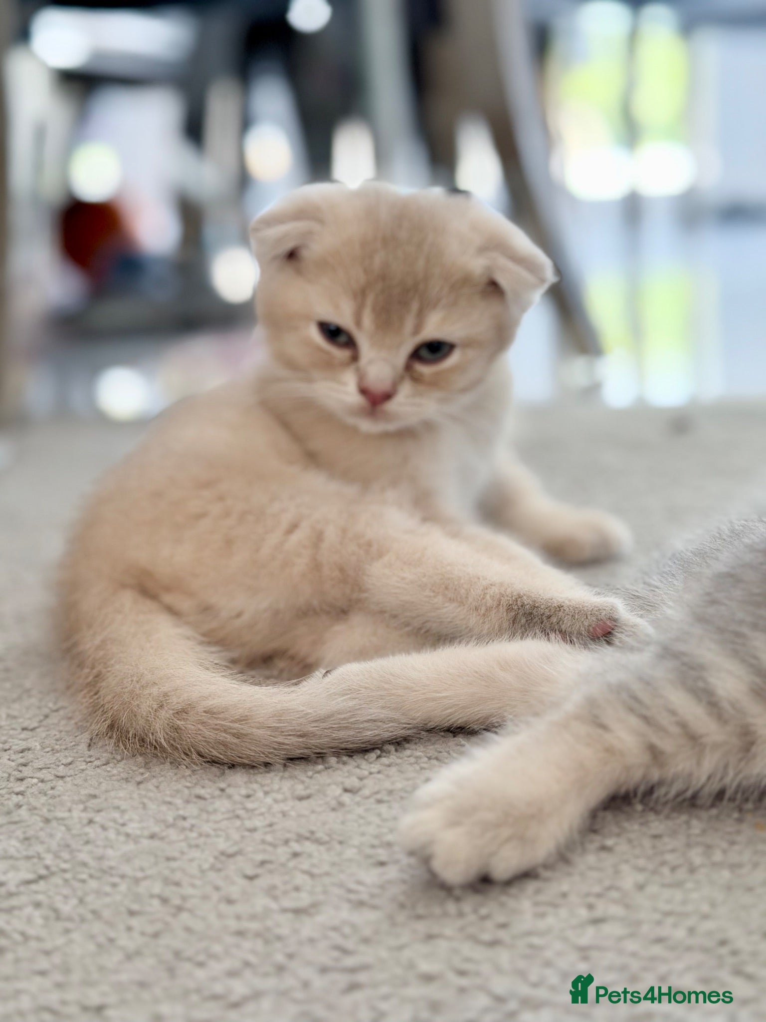 Scottish Fold cats Full Pedigree Beautiful Scottish Fold Kittens tica - Advert 2