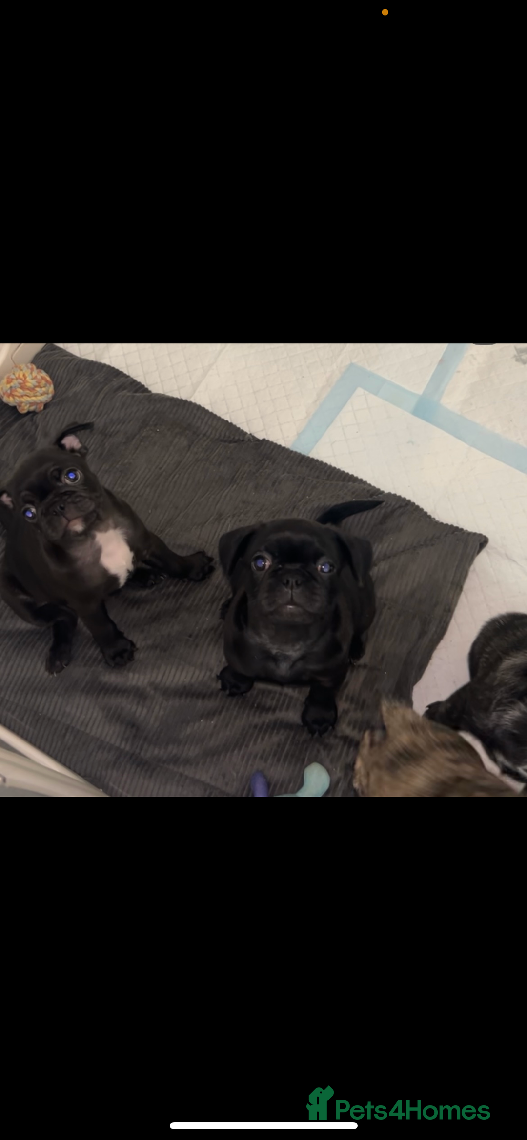 Frug dogs for sale: Frug puppies  - Advert 40