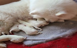 Samoyed dogs for sale: 🐾 Exceptional Pedigree Samoyed Puppies  🐾 - Image 20