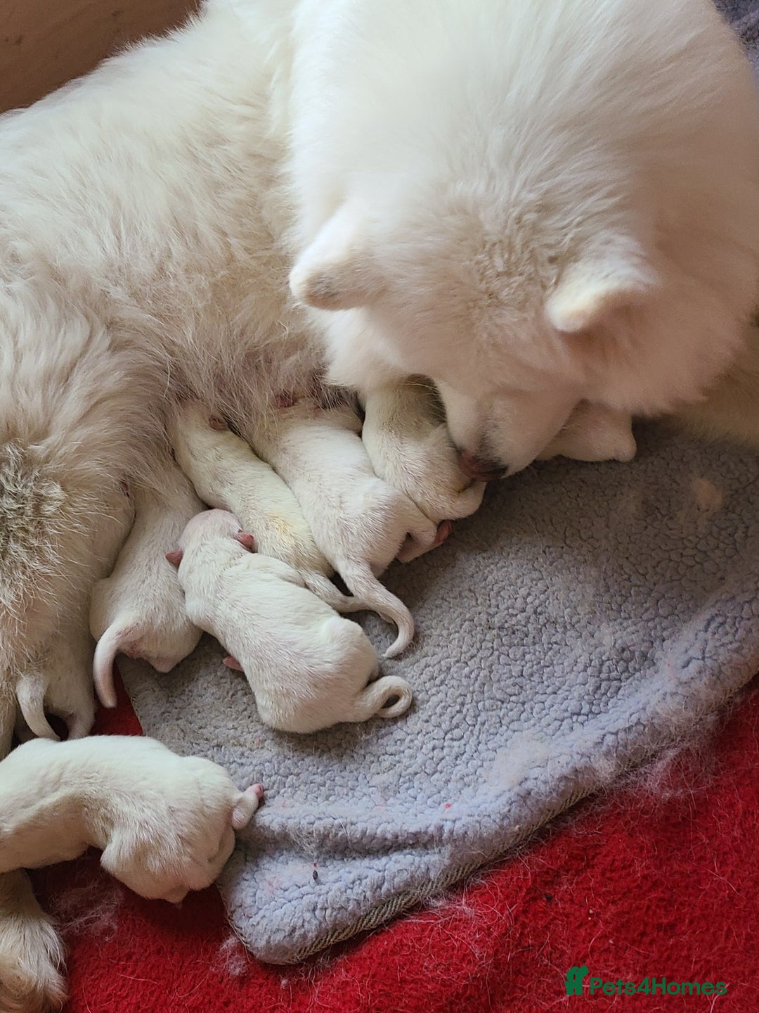 Samoyed dogs for sale: 🐾 Exceptional Pedigree Samoyed Puppies  🐾 - Image 20