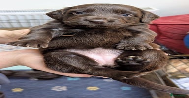 Mixed Breed dogs - Advert 10