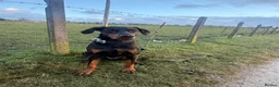 Dobermann dogs for sale: Judge - Advert 8