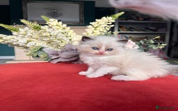Ragdoll cats for sale: Chunky Quality EU Ragdoll babies - Image 5