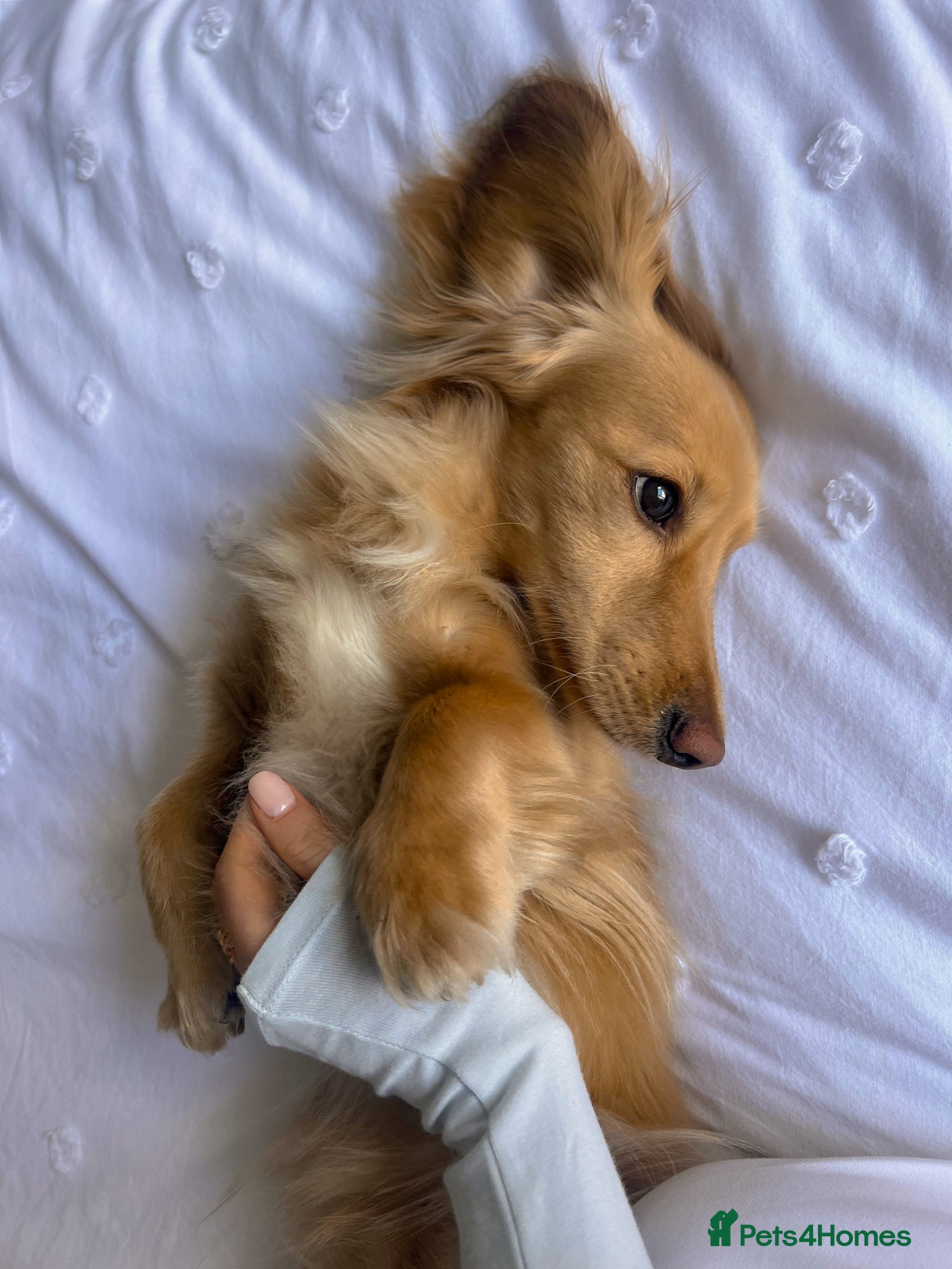 Miniature Dachshund dogs KC Registered Miniature Dachshund Boy - Advert 2