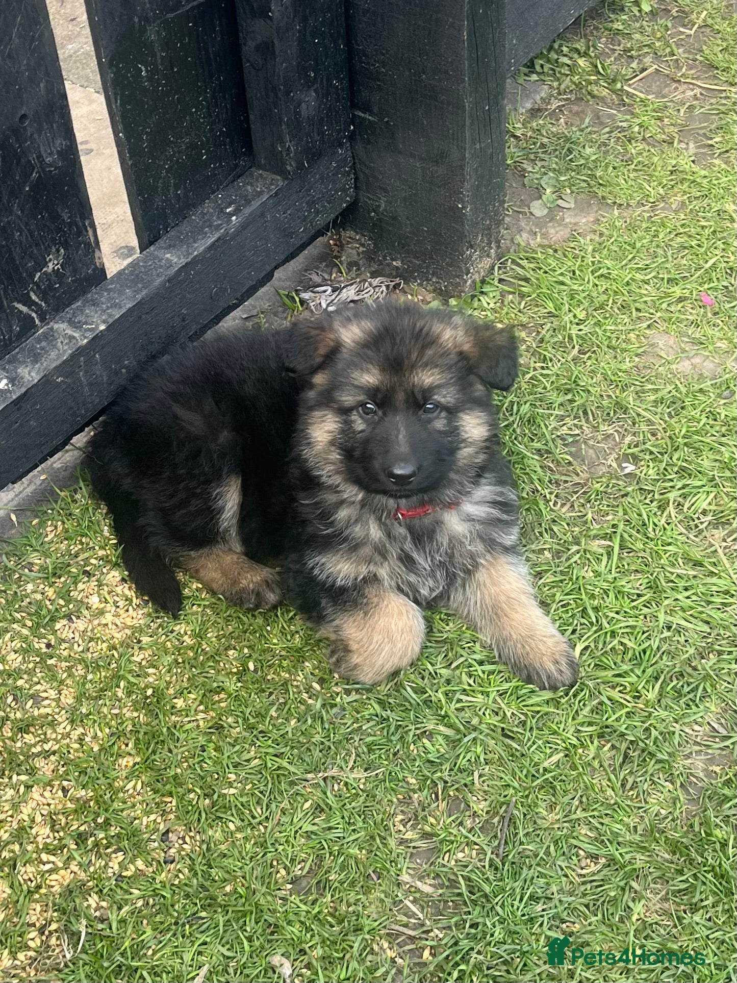 German Shepherd dogs Kc registered German shepherd puppies  - Advert 2