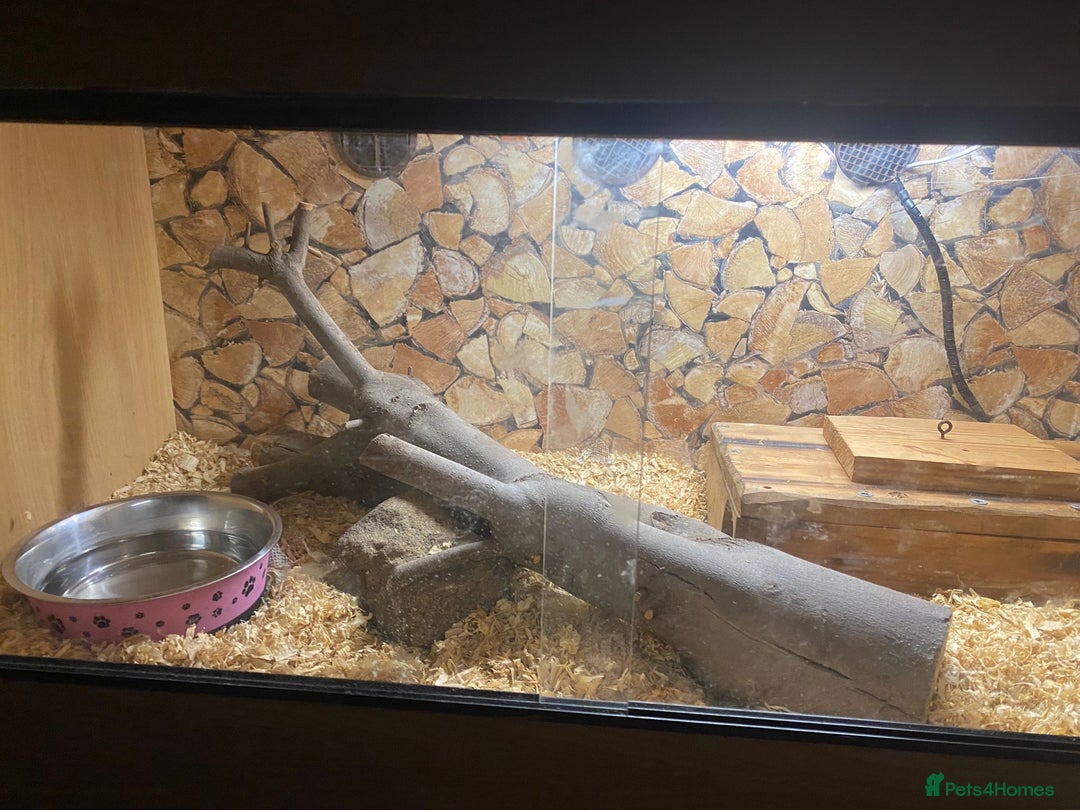 Python Snake reptiles for sale: Python - Advert 4