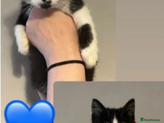 Mixed Breed cats - Advert 5