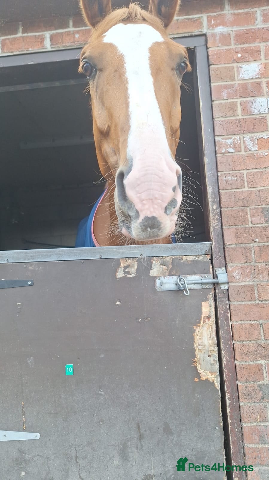Clydesdale horses Horse in Oldham - Advert 2