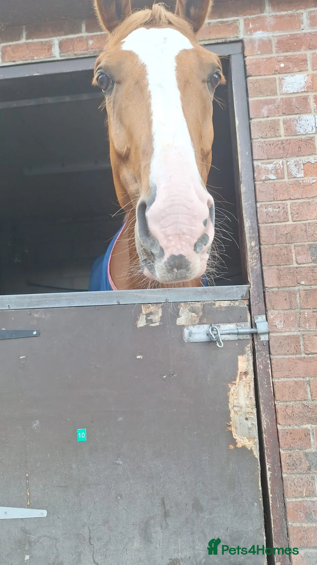 Clydesdale horses for sale: Horse in Oldham - Advert 1