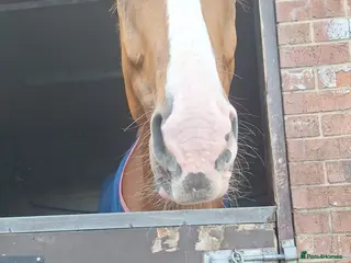 Clydesdale horses Horse in Oldham - Advert 2