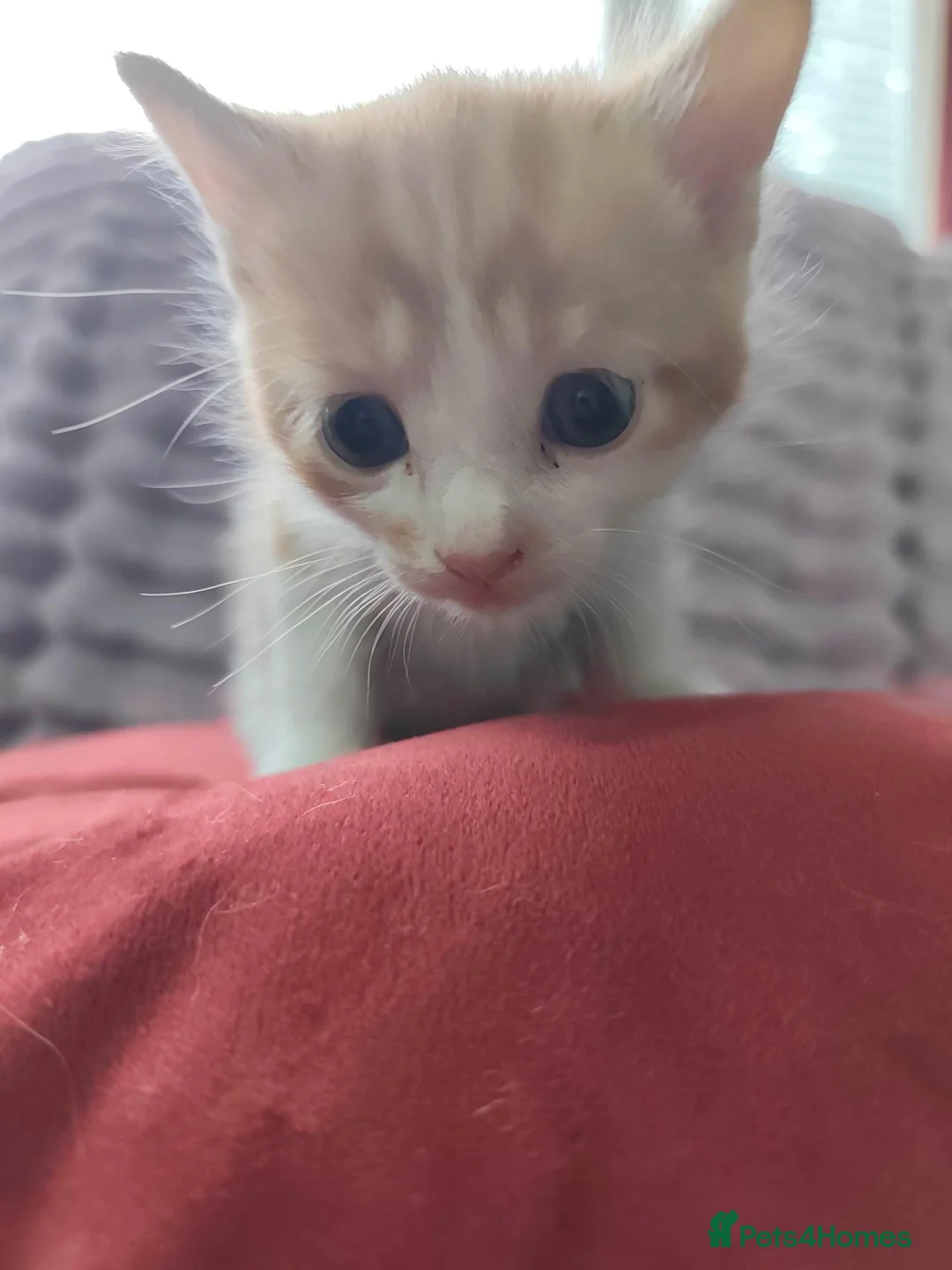 Mixed Breed cats for sale: Mom and babies  in Brierley Hill - Advert 7