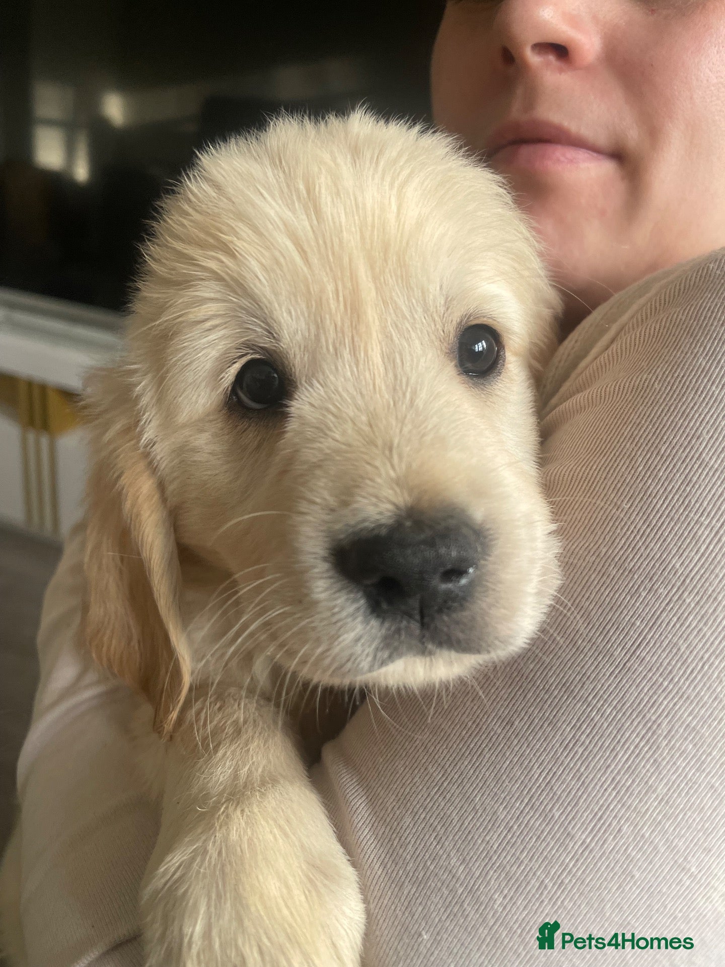 Golden Retriever dogs for sale: Ready now! Cream Golden Retriever KC Reg Puppies - Advert 10