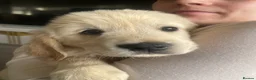 Golden Retriever dogs for sale: Ready now! Cream Golden Retriever KC Reg Puppies - Advert 1