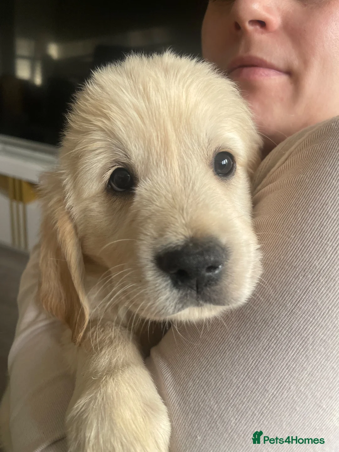 Golden Retriever dogs for sale: Ready now! Cream Golden Retriever KC Reg Puppies - Advert 1