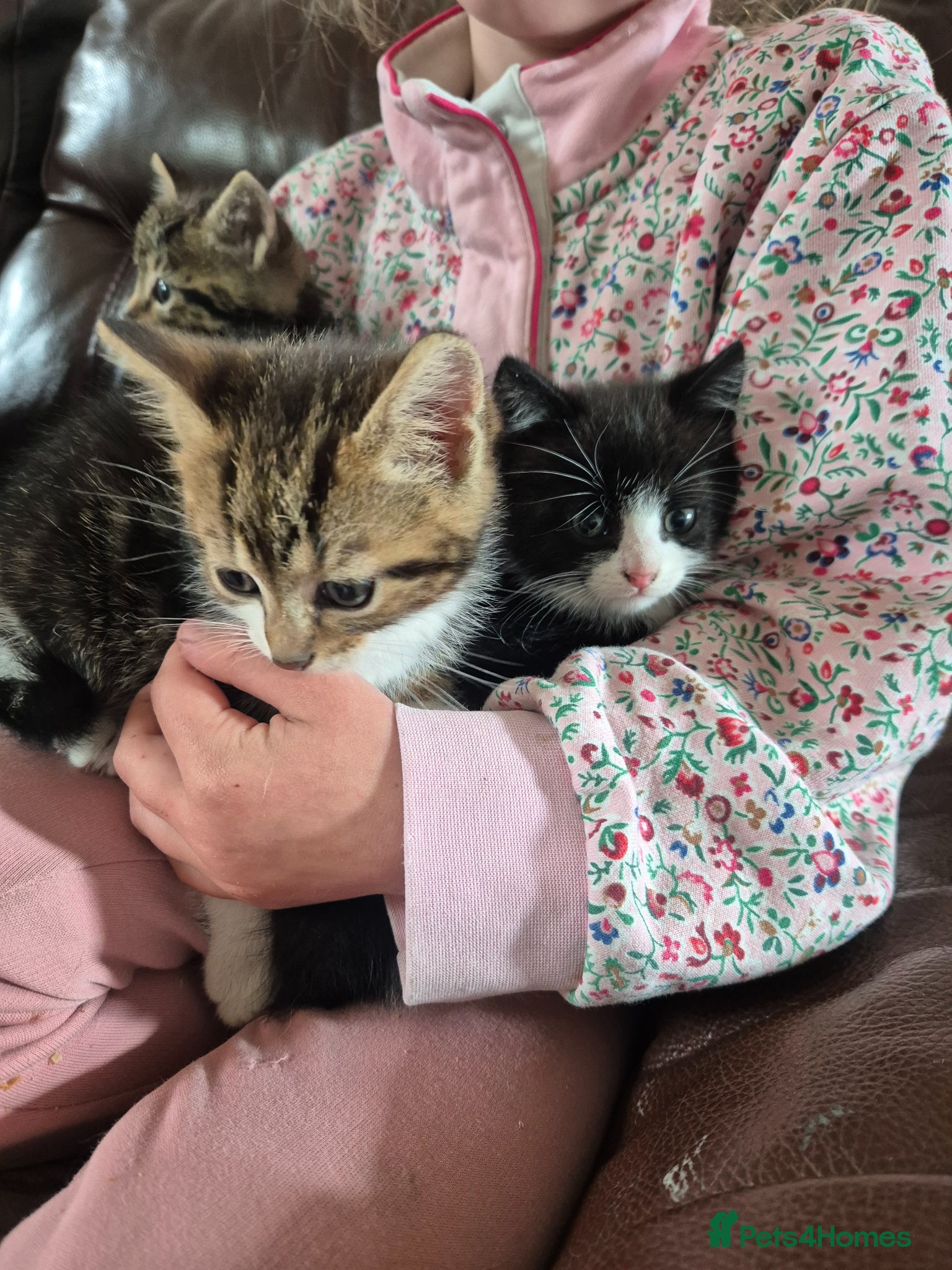 Mixed Breed cats Kittens Looking for Family Homes  - Advert 4