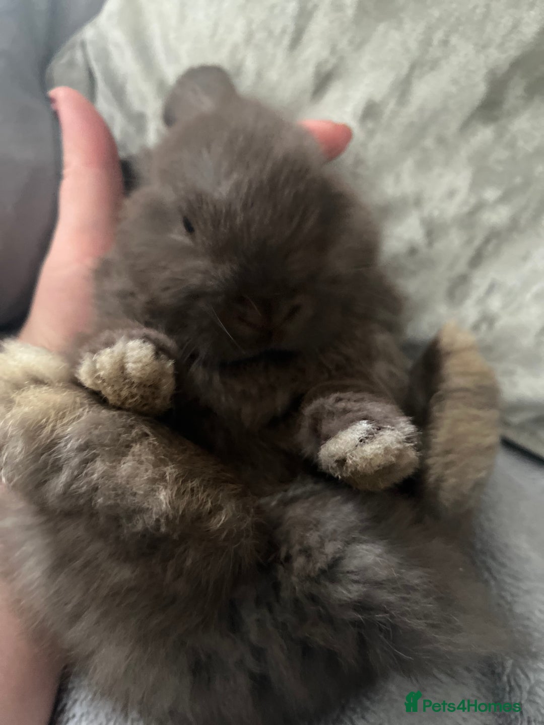 Mini Lop rabbits for sale: Mini lop rabbit - Advert 5