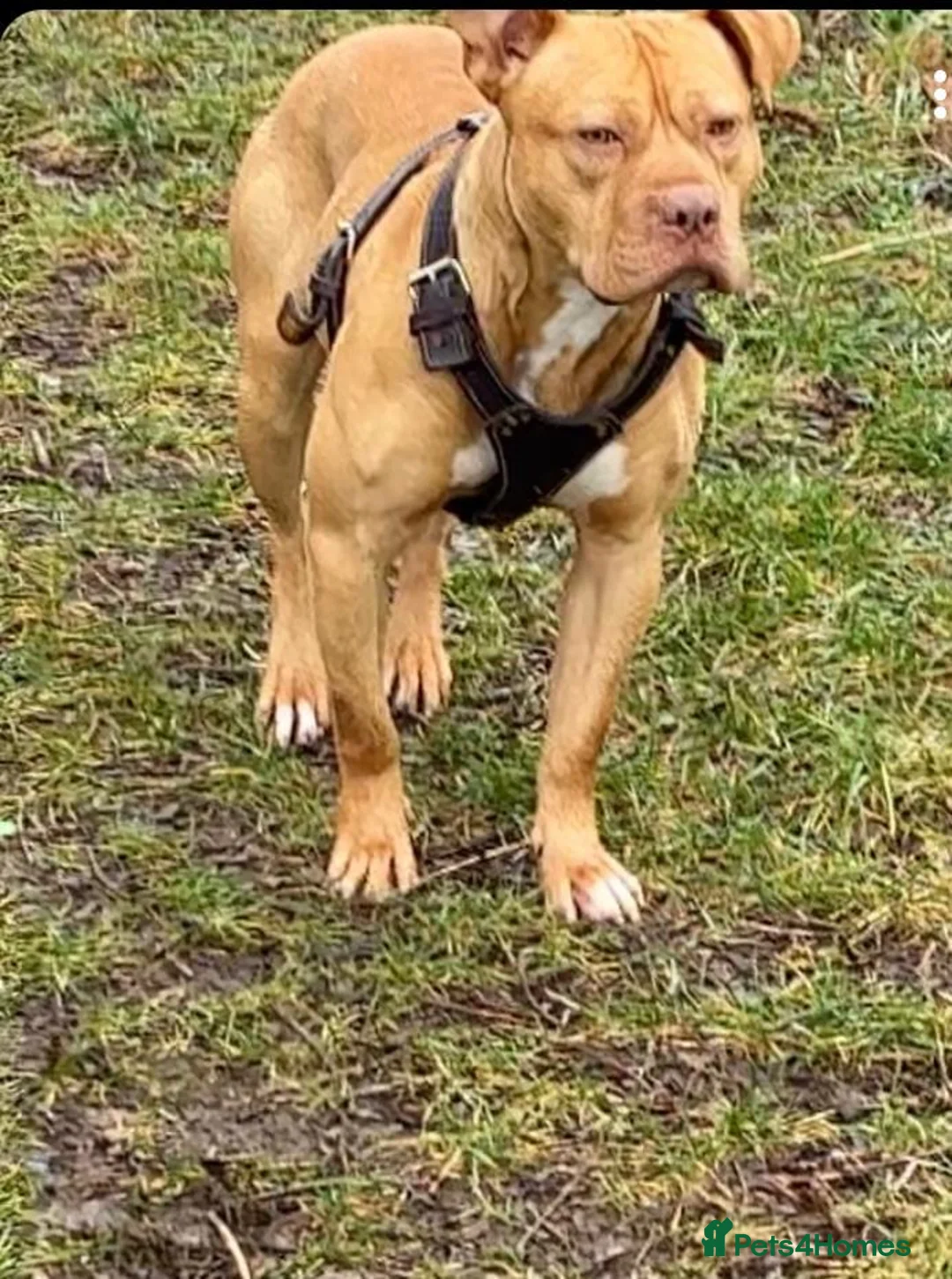 American Bull Staffy dogs for stud: Beautiful temperament  in Luton - Advert 1