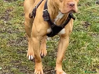 American Bull Staffy dogs Beautiful temperament - Advert 1