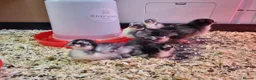 Chickens poultry for sale: 5 Pekin Bantam Chicks  - Advert 7