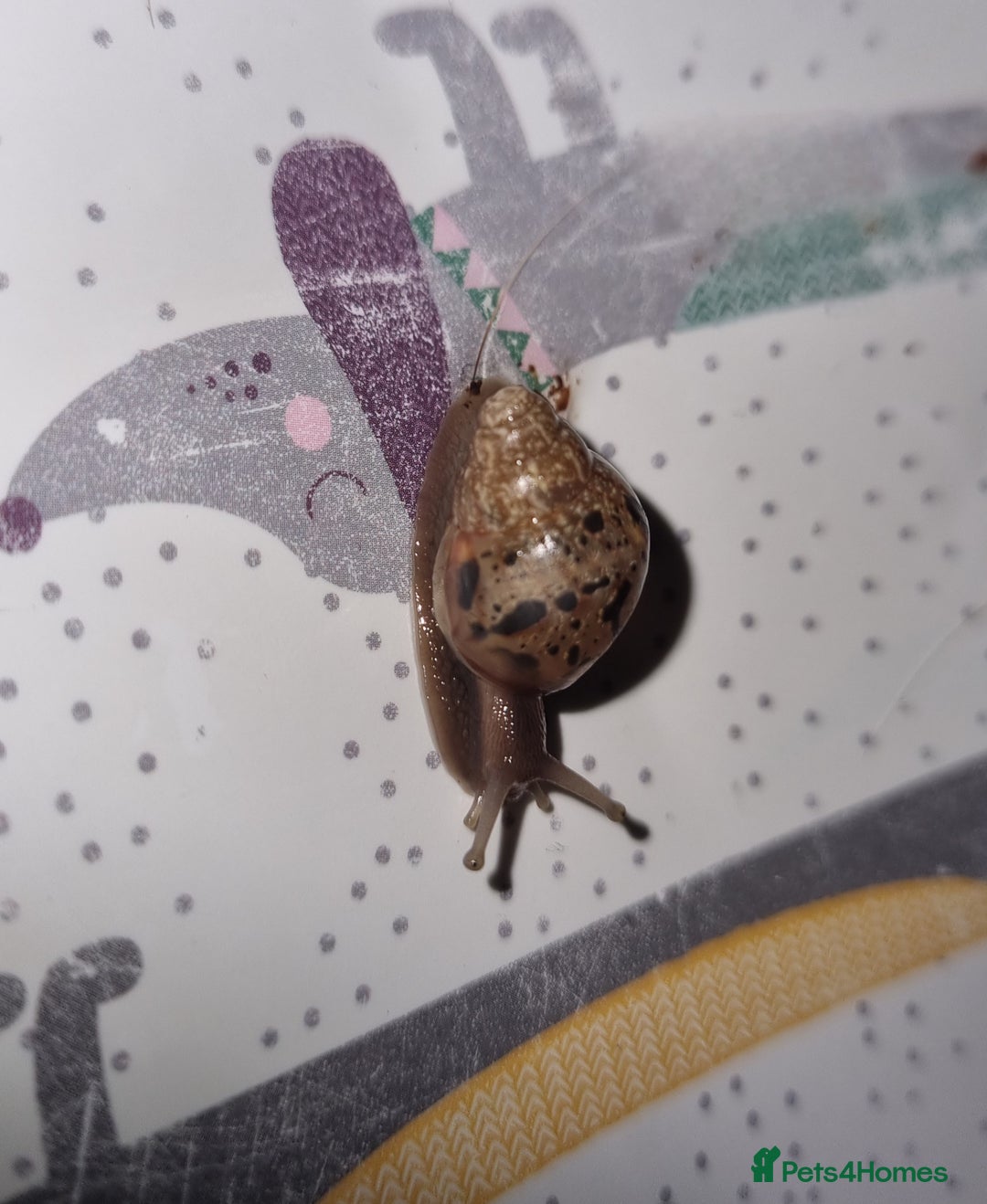 Snails invertebrates for sale: Giant African Land Snail Babies For Sale - Advert 5