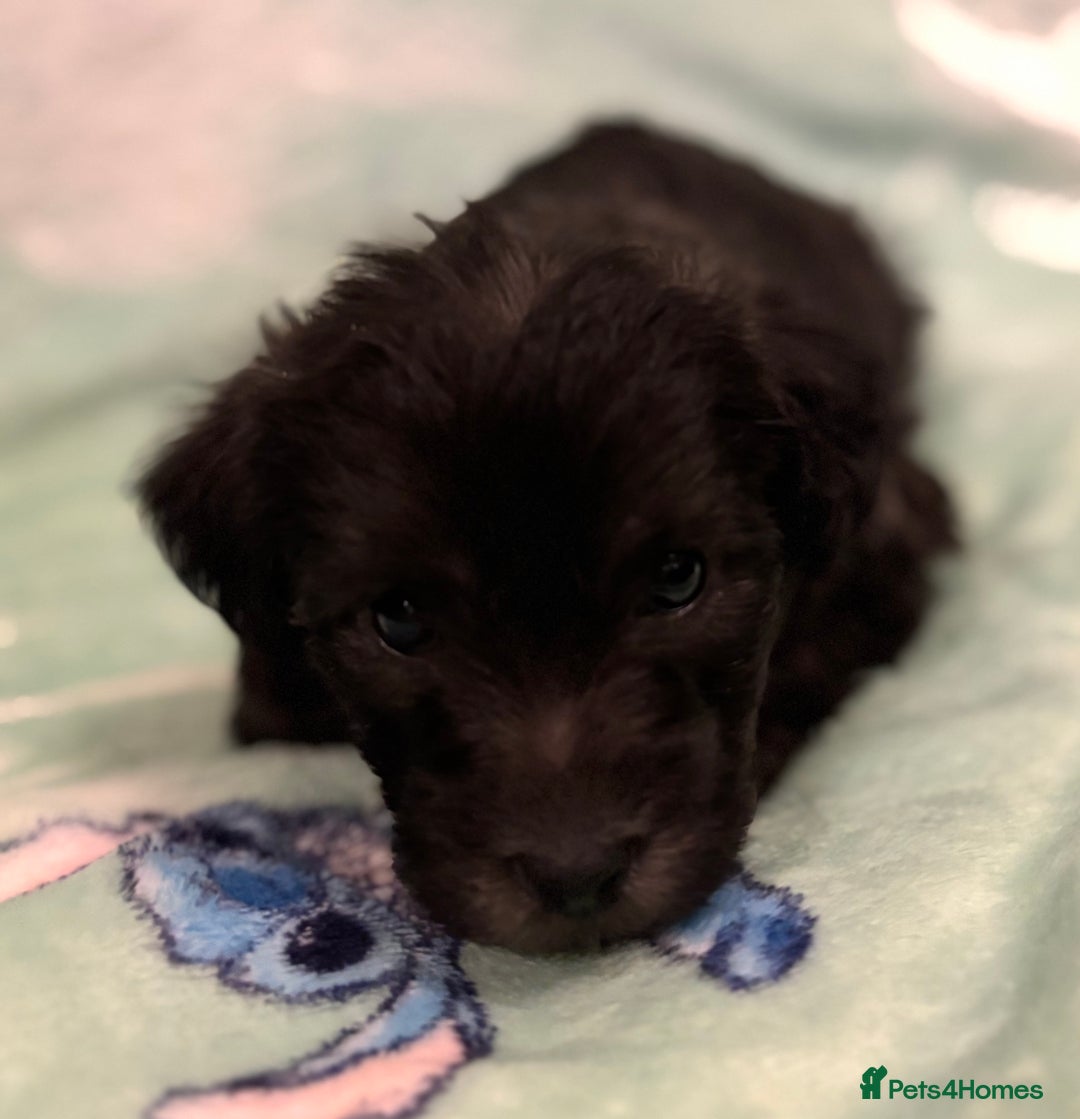 Mixed Breed dogs for sale: Westiepoo puppies - Advert 16