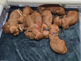 Cavapoo dogs - Advert 5