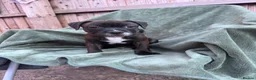 Staffordshire Bull Terrier dogs for sale: READY NOW KC Staffordshire Bull Terrier - Advert 2