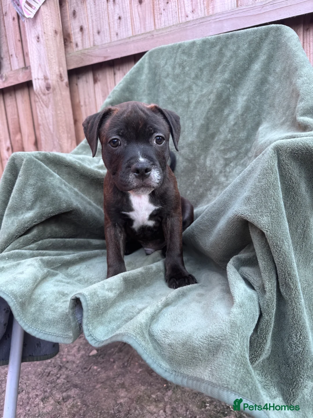 Staffordshire Bull Terrier dogs for sale: READY NOW KC Staffordshire Bull Terrier - Advert 2