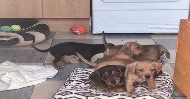 Mixed Breed dogs - Advert 8