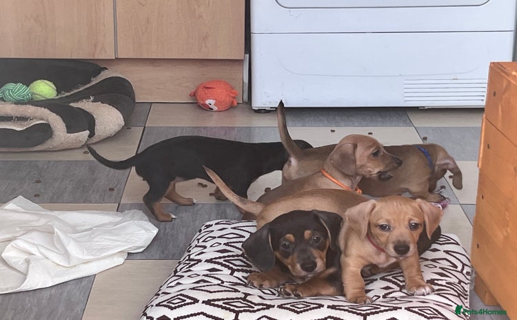 Mixed Breed dogs - Advert 4
