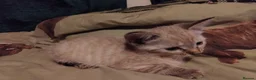 British Shorthair cats for sale: Kittens £160 - Advert 8