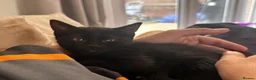 Mixed Breed cats for sale: Beautiful kittens for sale in Ilkeston - Advert 3