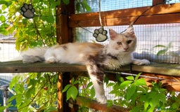 Maine Coon cats for sale: Stunning Tortie Maine Coon Kitten POLYDACTYL Girl. - Image 2