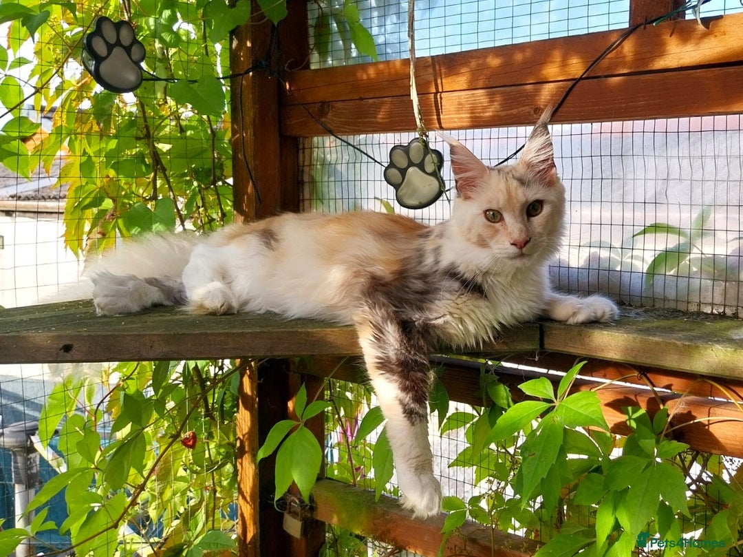 Maine Coon cats for sale: Stunning Tortie Maine Coon Kitten POLYDACTYL Girl. - Image 2