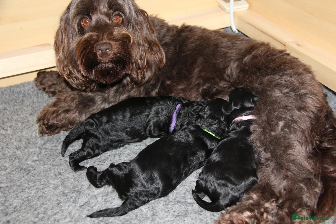 Cockapoo dogs for sale: Health tested F1B black female cockapoo  - Advert 4