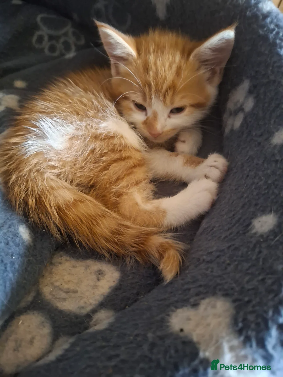 American Shorthair cats for sale: kittens in Walsall - Advert 2