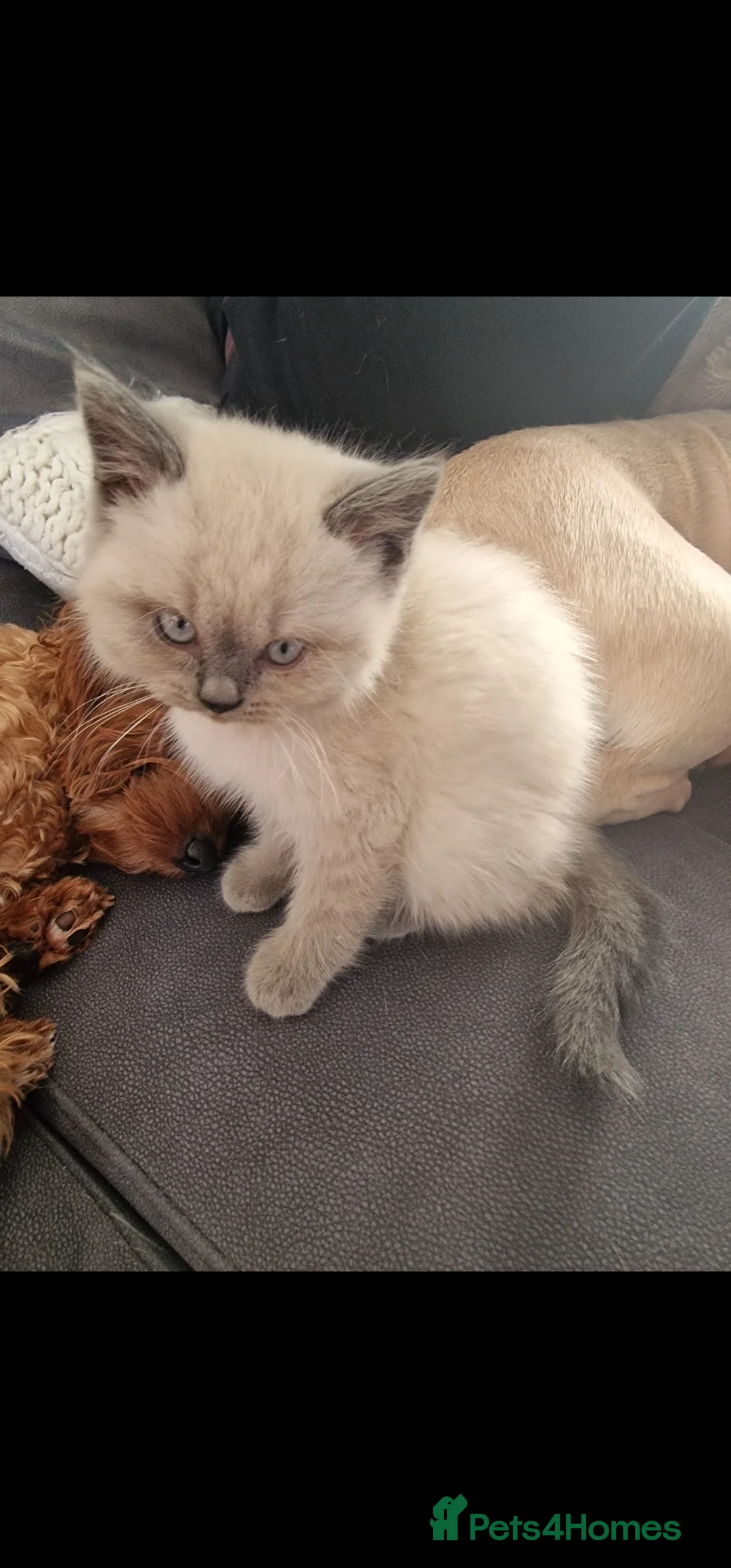 British Shorthair cats for sale: 3 british shorthair kittens - Advert 7