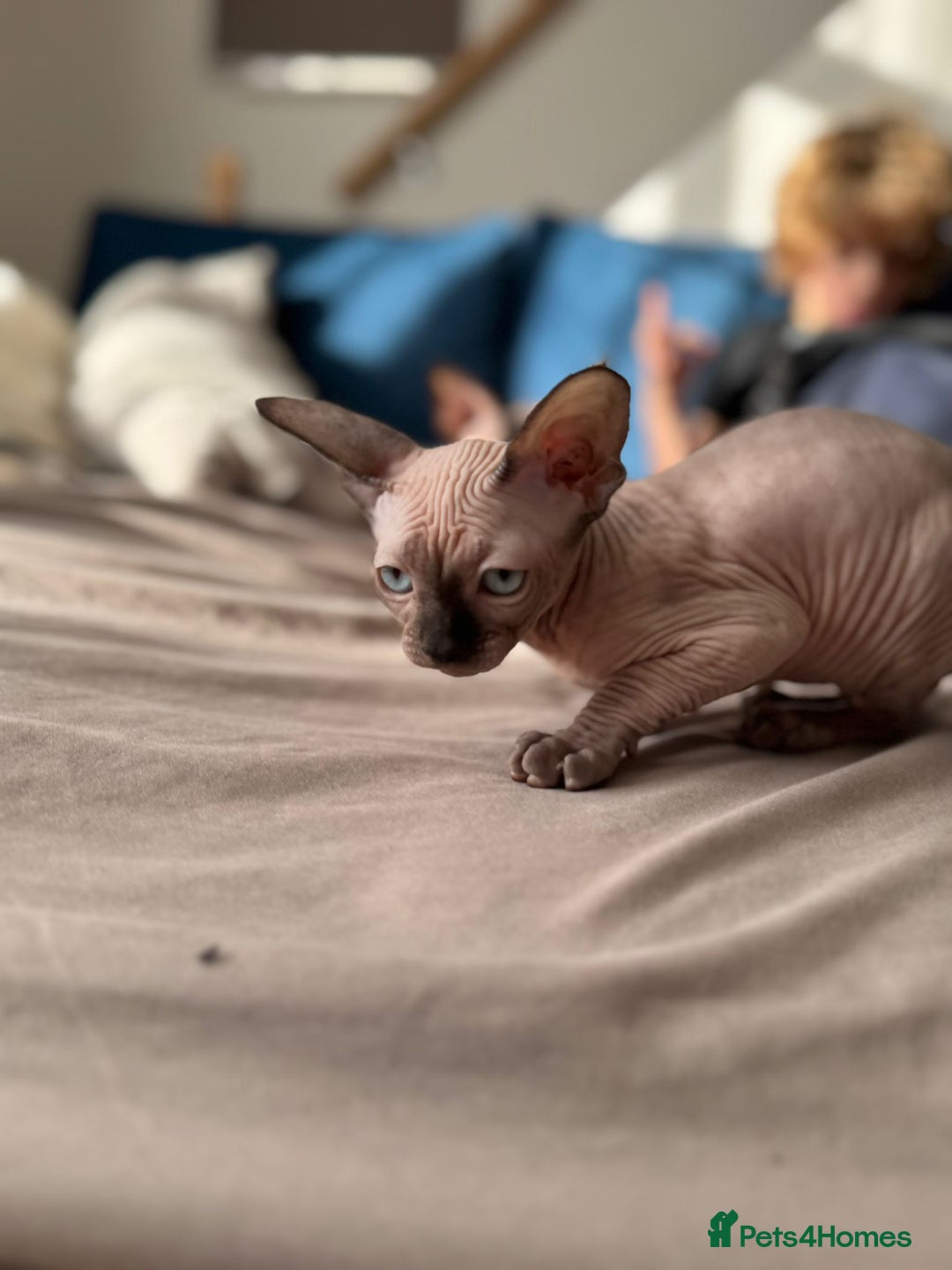 Sphynx cats for sale: Sweet Cream Sphynx Kitten looking for a family - Image 11