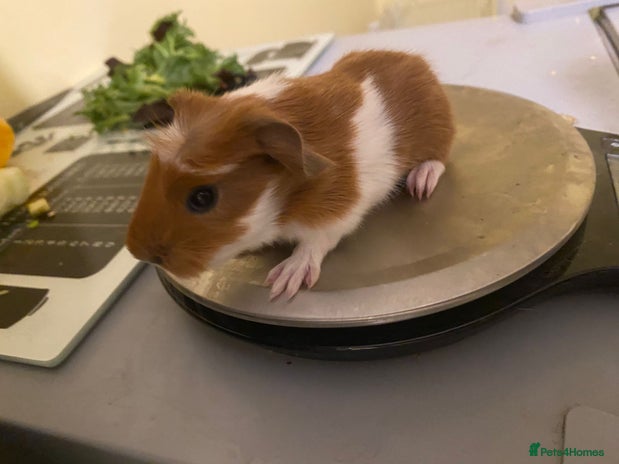 Guinea Pig rodents - Advert 13