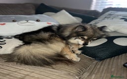Pomsky dogs for sale: 3 Pomsky Adults  - Image 11