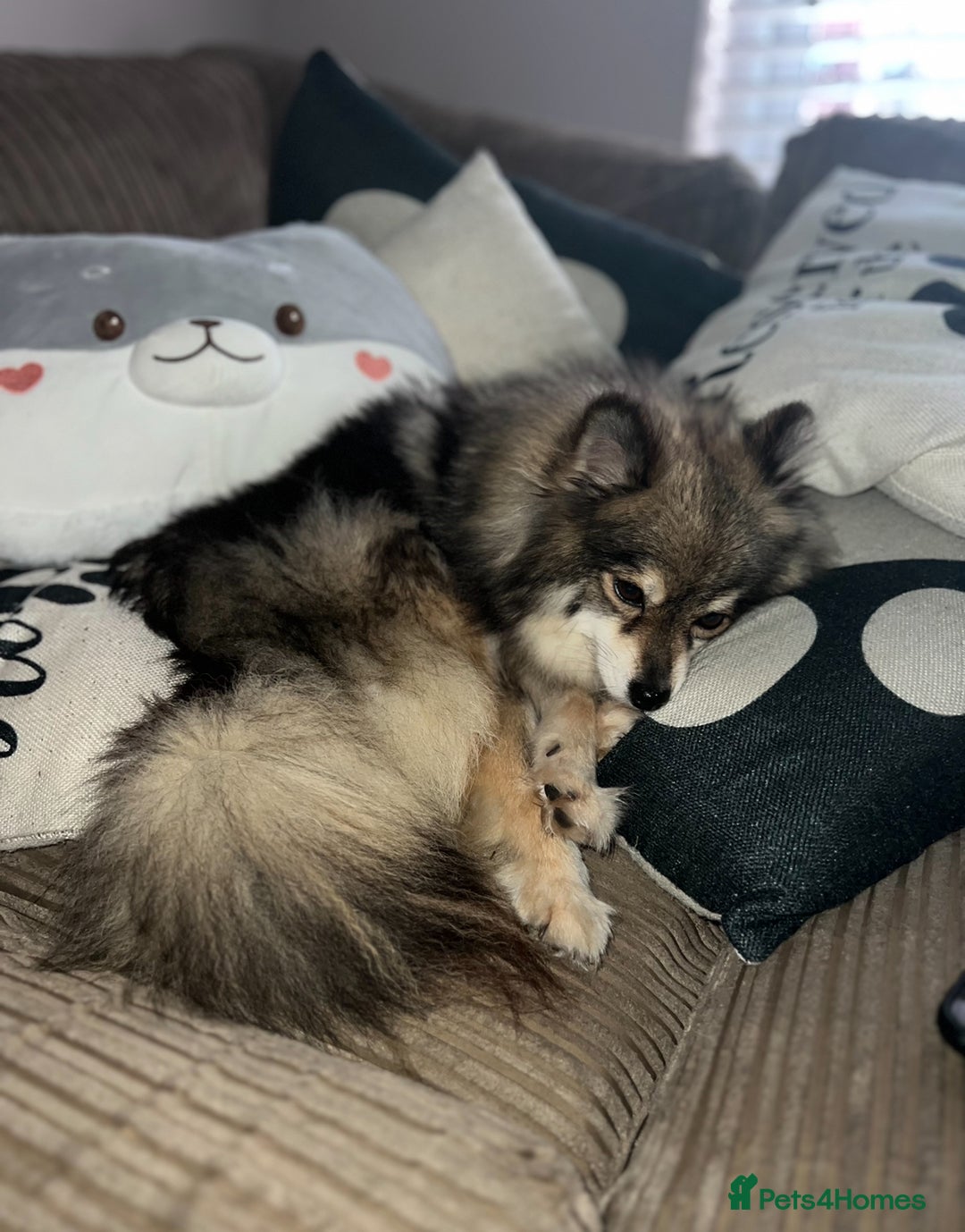 Pomsky dogs for sale: 3 Pomsky Adults  - Image 11