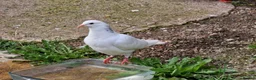Pigeons birds for sale: White Tumbler baby pigeon for sale - Advert 1