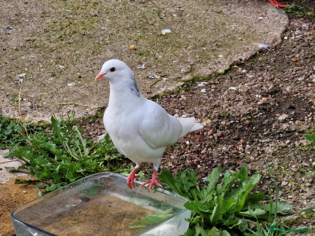 Pigeons birds for sale: White Tumbler baby pigeon for sale - Advert 1