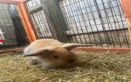 Lionhead rabbits for sale: Two male lionhead rabbits £50 each - Image 6