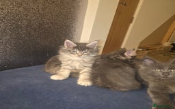 Maine Coon cats for sale: Maine Coon kittens  - Advert 11