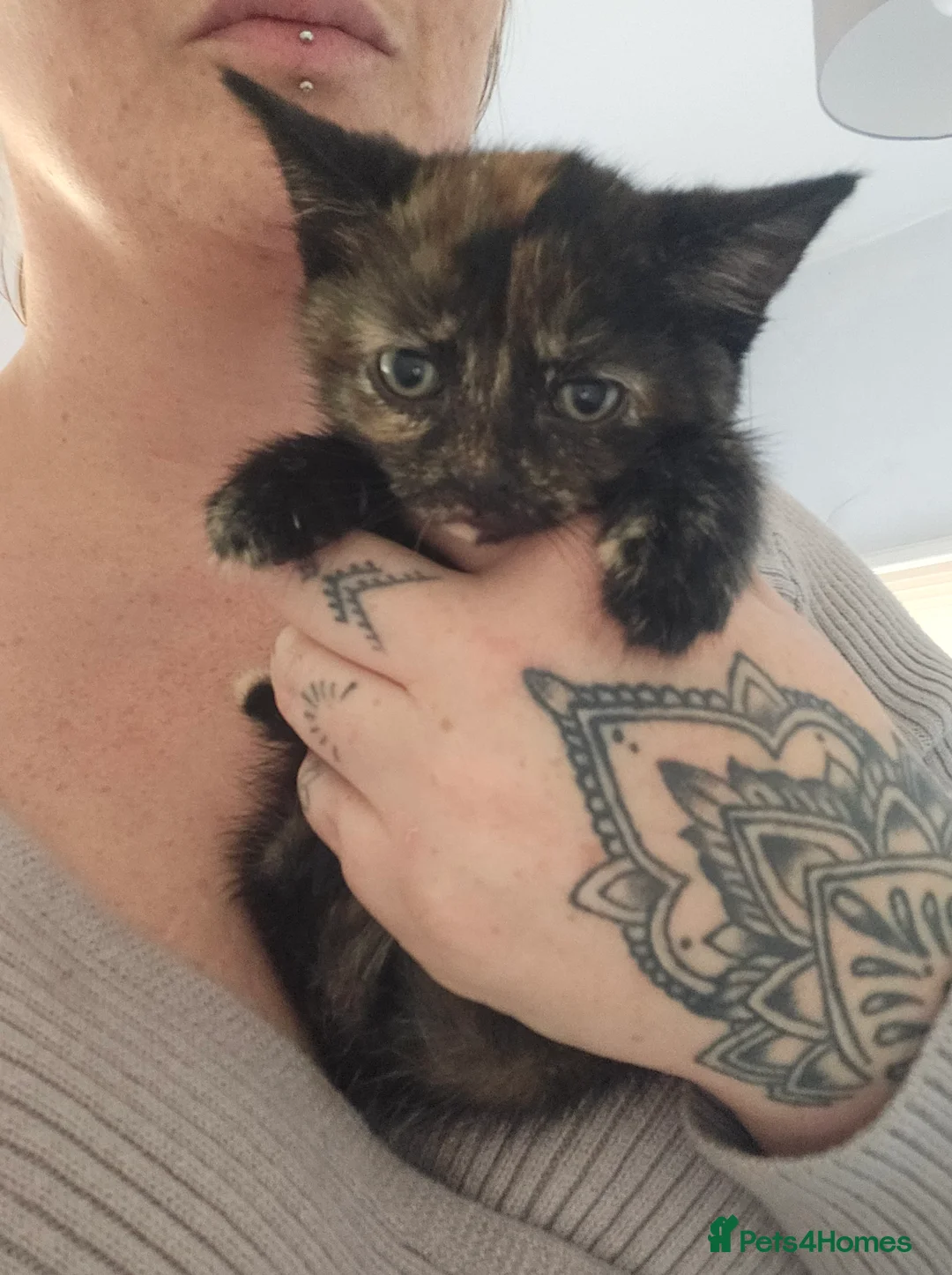 Mixed Breed cats for sale: 2 female kittens  - Advert 3